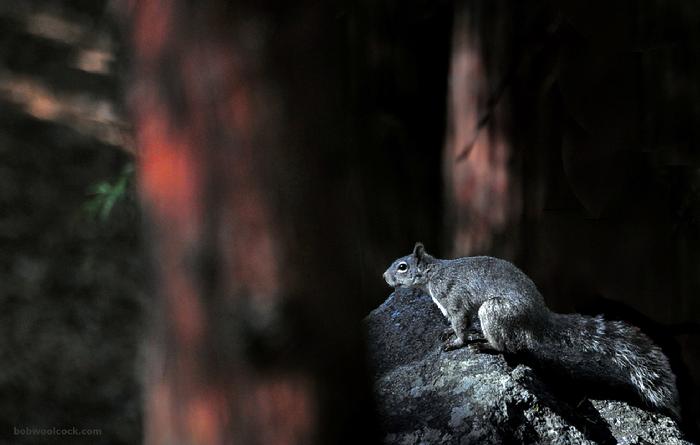 California Grey Squirrel (C) 2010 Robert Woolcock