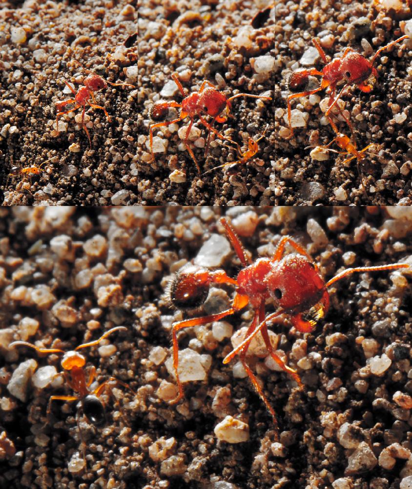 Baby Fire Ant Taunts Adult (C)2012Robert Woolcock  bobwoolcock.com