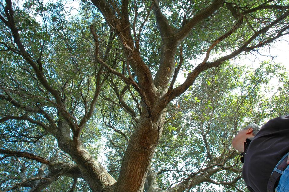 Oak tree with Woolcock