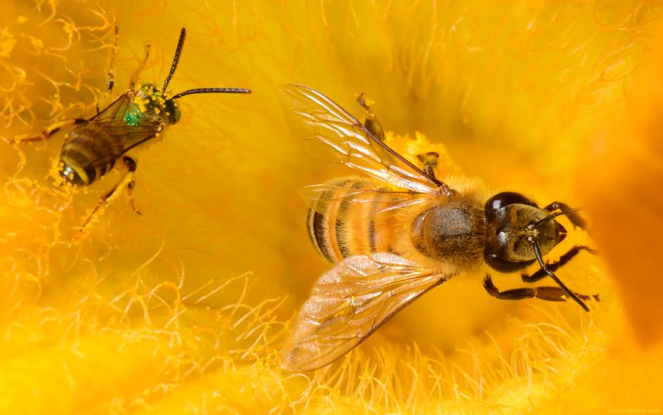 Bee  Bees ©2014 Robert Woolcock